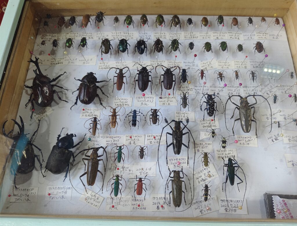カブトムシなど昆虫標本