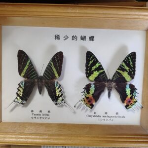 台湾蝶の標本を高価買取｜郵送対応（兵庫県神戸市）｜漫遊堂