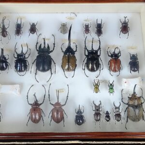 ヘラクレスオオカブト等､昆虫標本出張買取(名古屋市守山区)